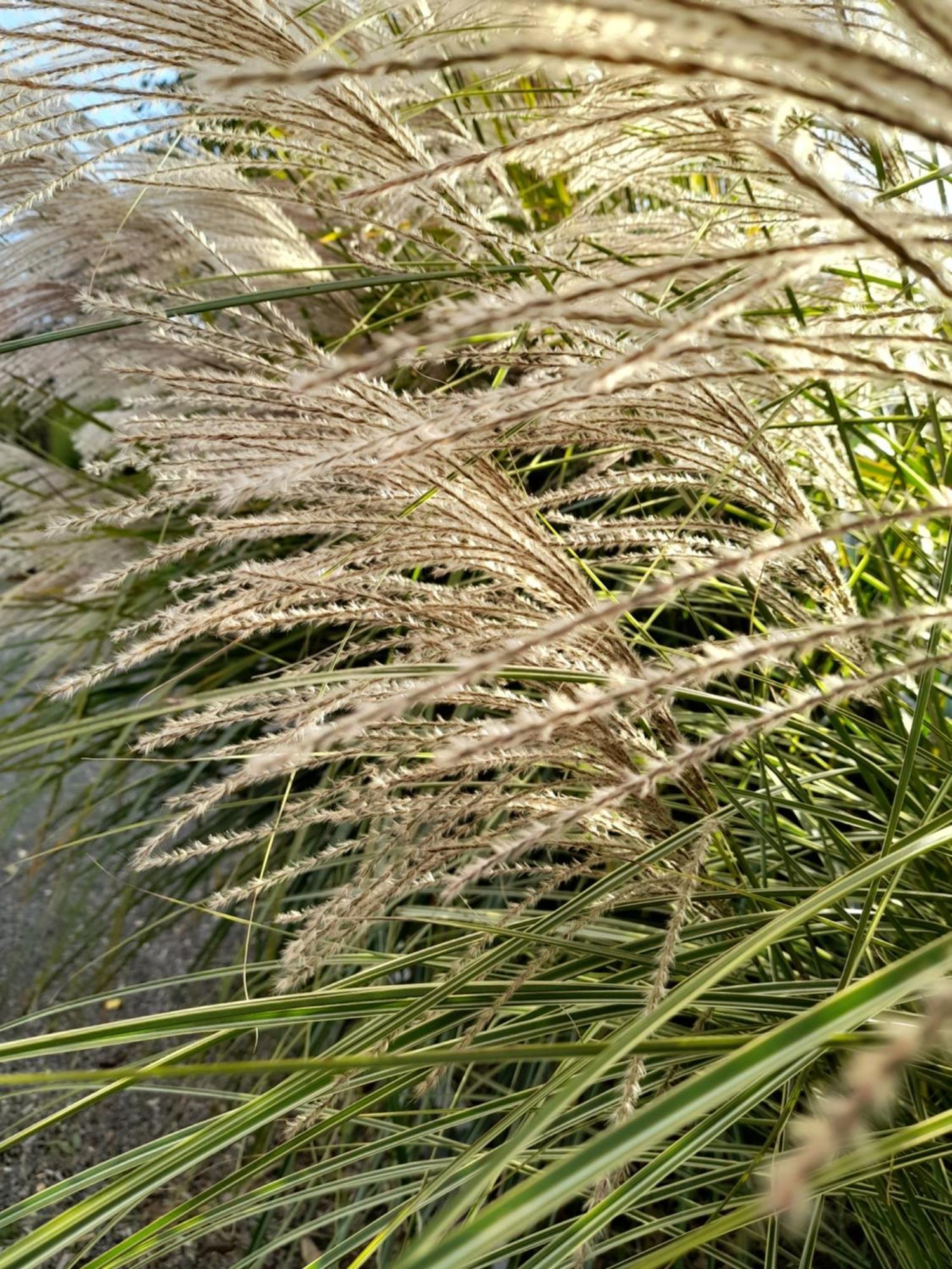 Chambre Dans Un Ecrin De Verdure Angrie Zewnętrze zdjęcie
